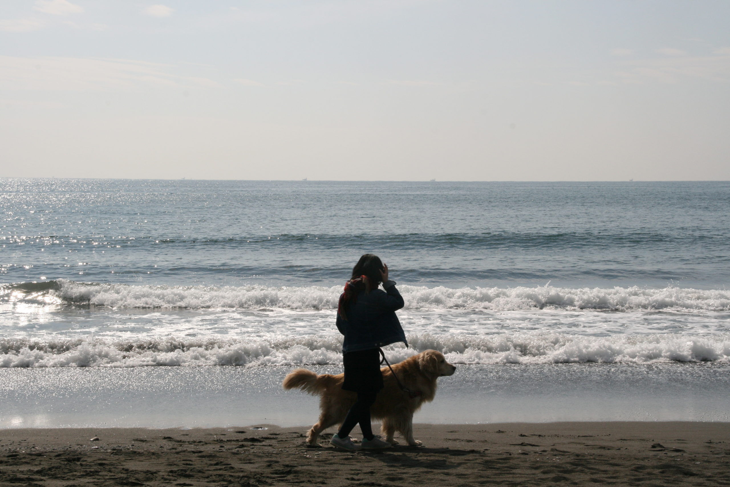 大型犬 ゴールデンレトリバー Goldenretriever 湘南海岸 多頭飼い Life With A Retriever