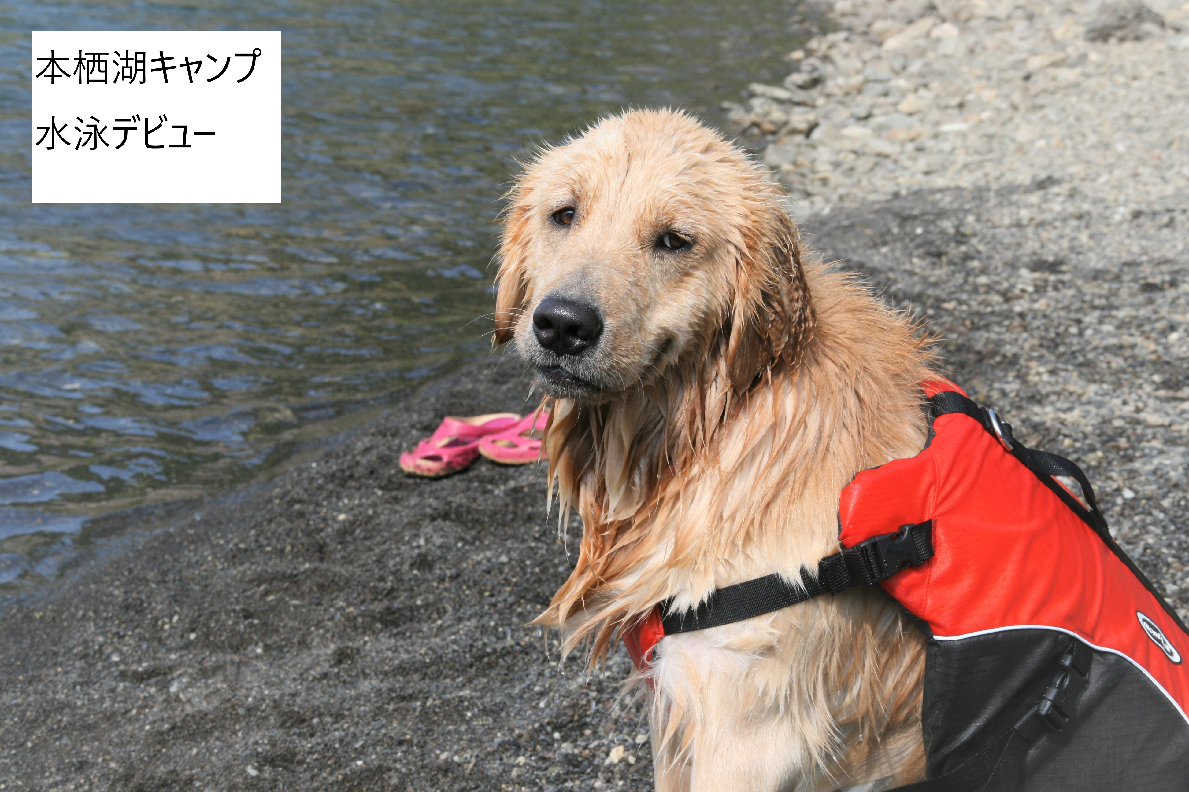 本栖湖キャンプ場 ゴールデンレトリバー Golden Retriever 犬キャンプ 多頭飼い 犬と泳ぐ Life With A Retriever